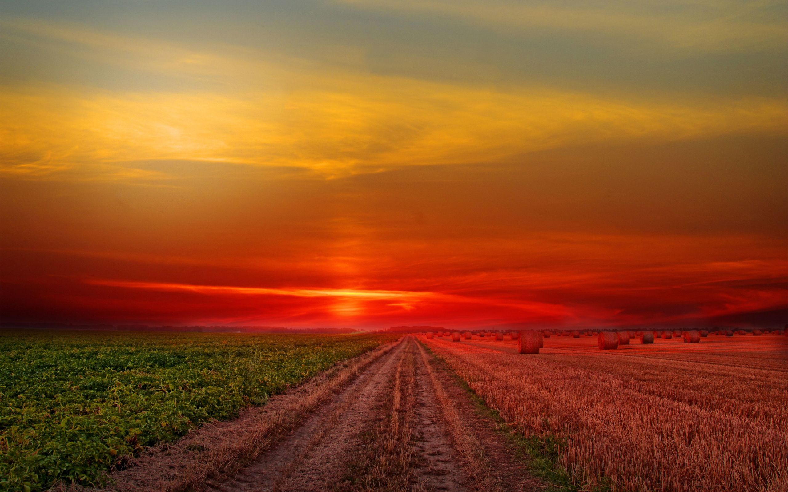 Colorful Sunset at Lonely Field 2560x1600 Resolution