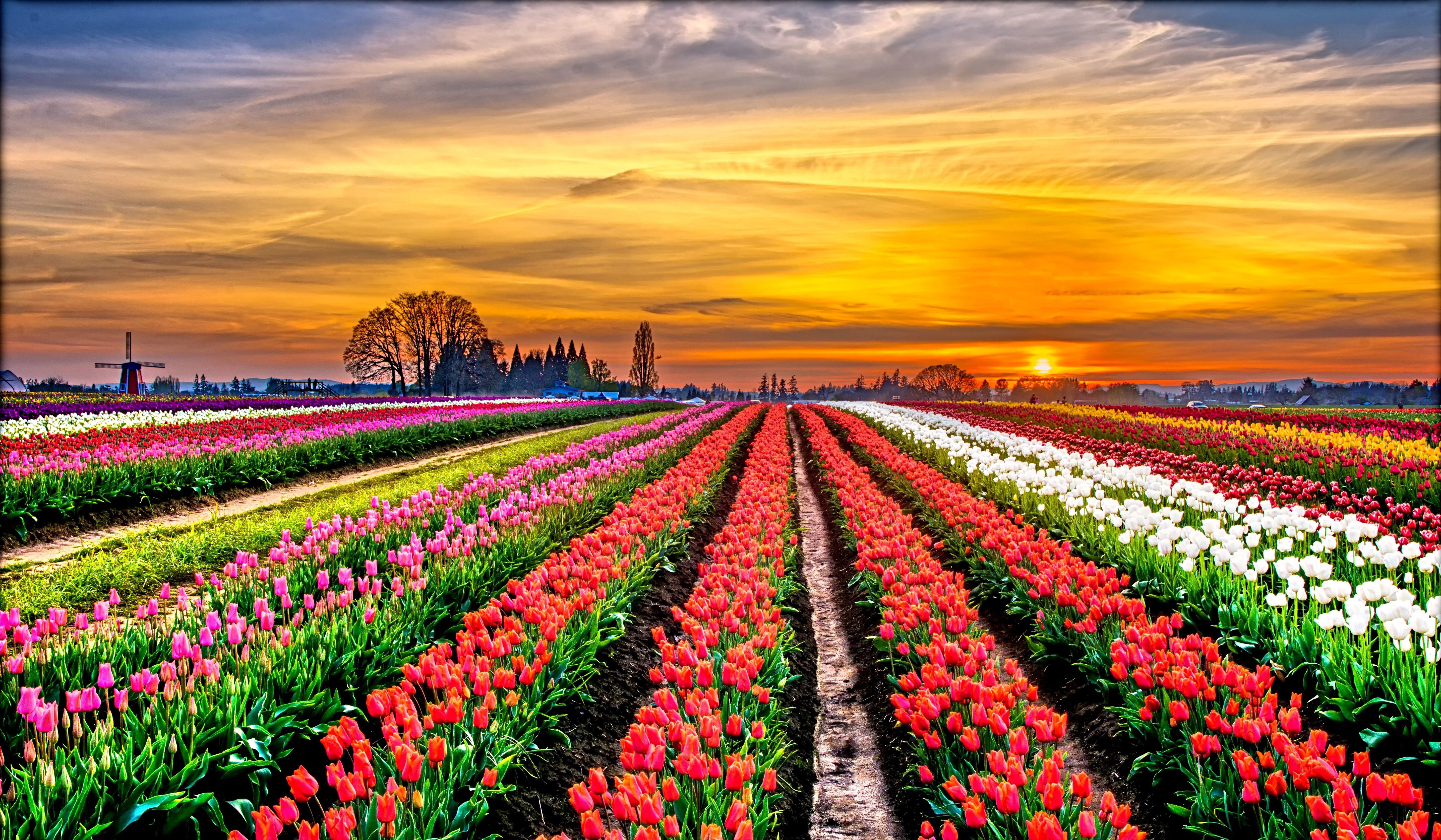 Tulip Field Sunset 5k Retina Ultra HD Wallpaper. Background Image