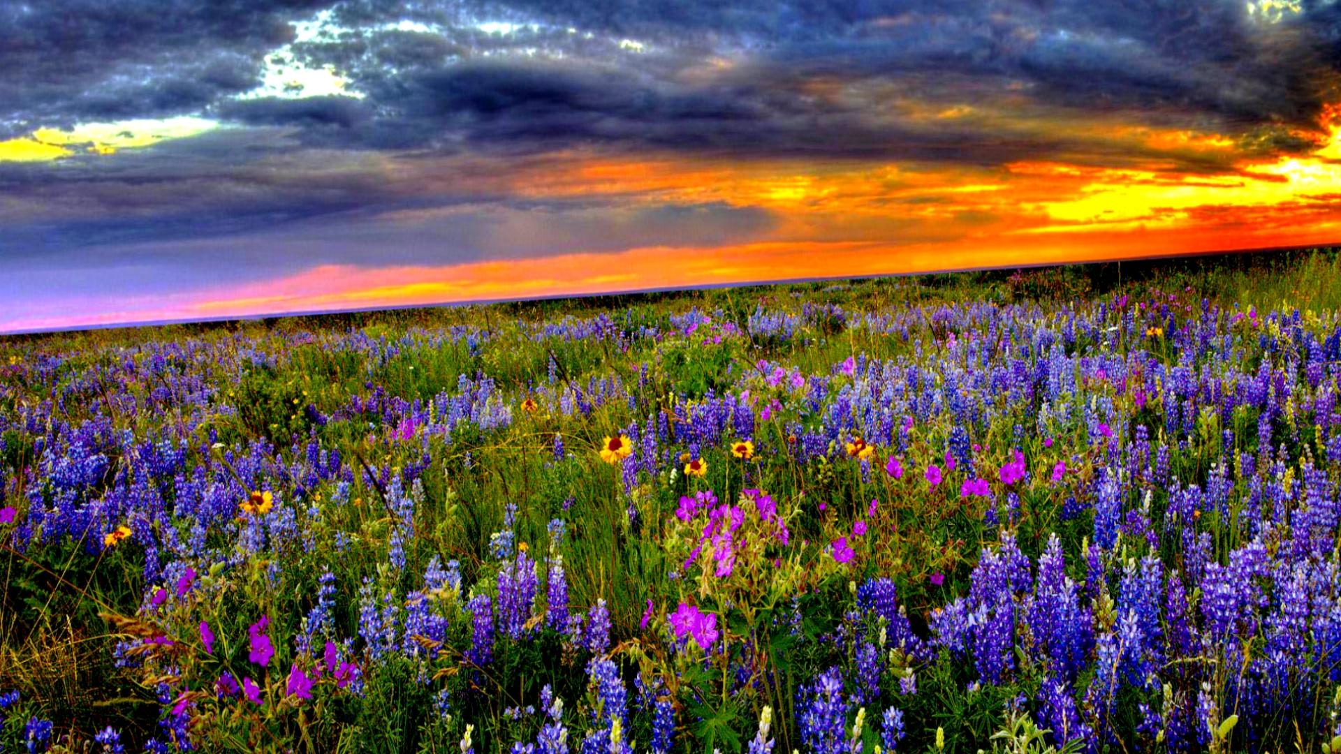 Flower Field at Sunset HD Wallpaper. Background Imagex1080
