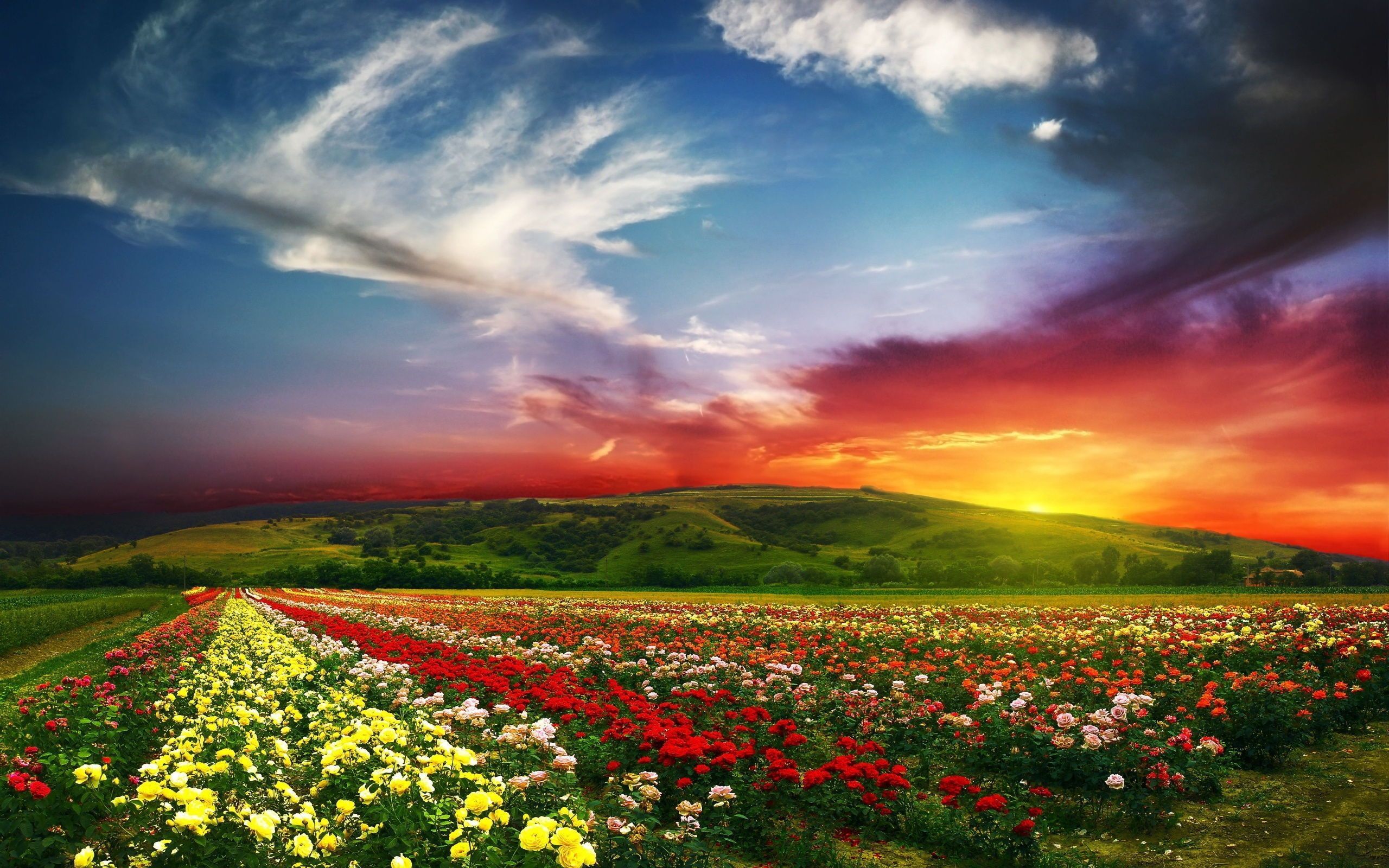 Sunset Field HD Wallpaper. Sunset Field Image