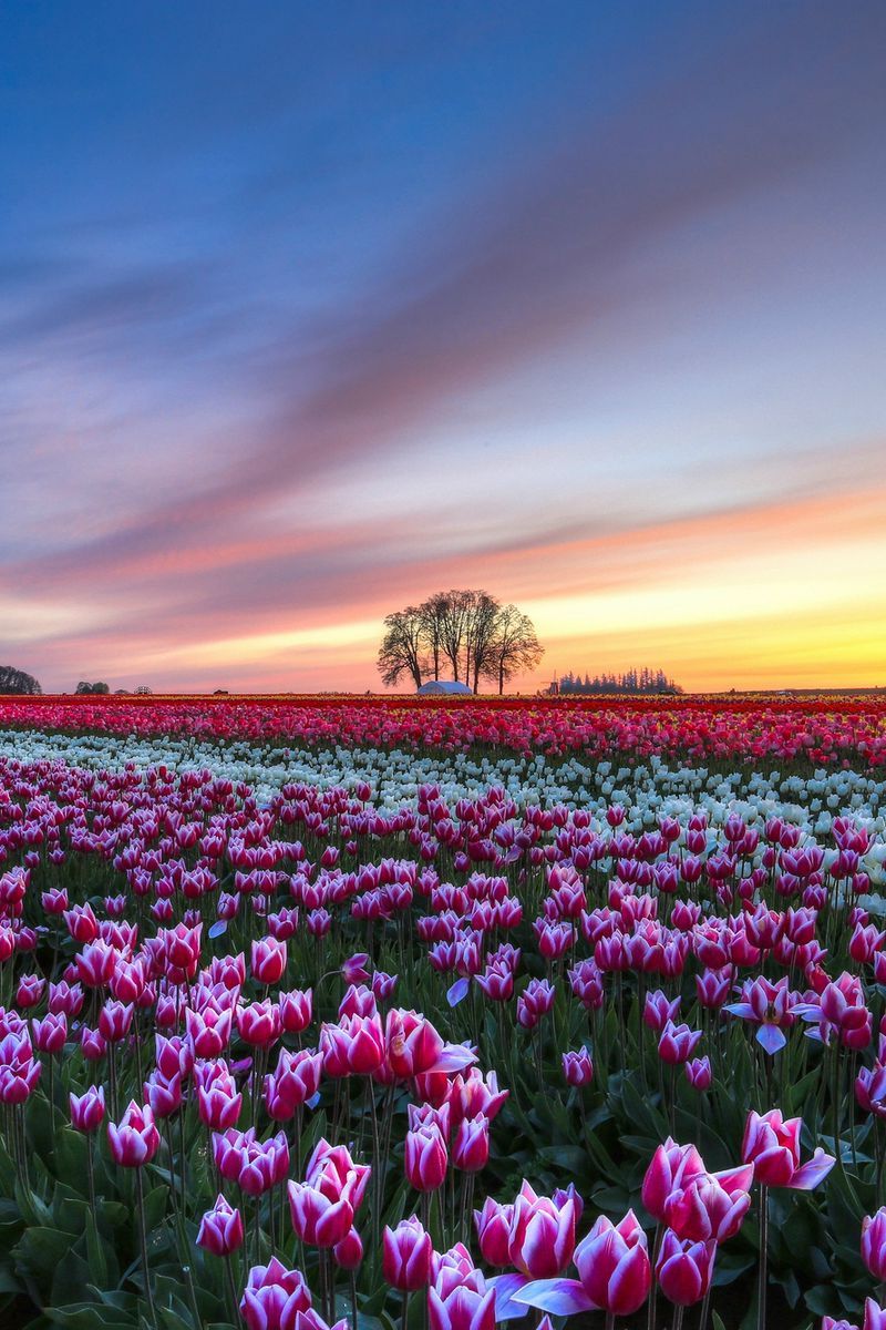 Flipboard: Download wallpaper 800x1200 field, tulips, colorful
