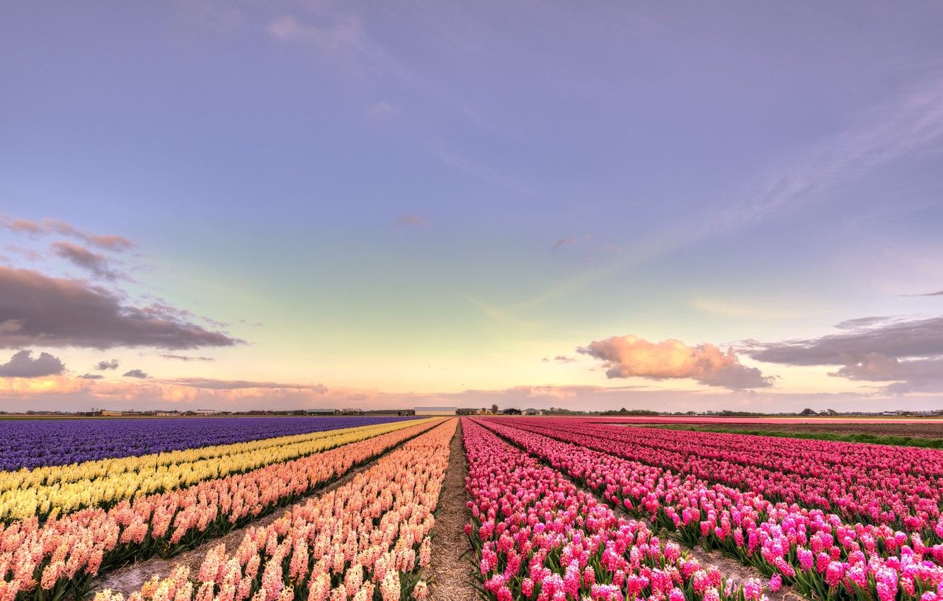 Wallpaper field, clouds, sunset, flowers, beauty, yellow, horizon