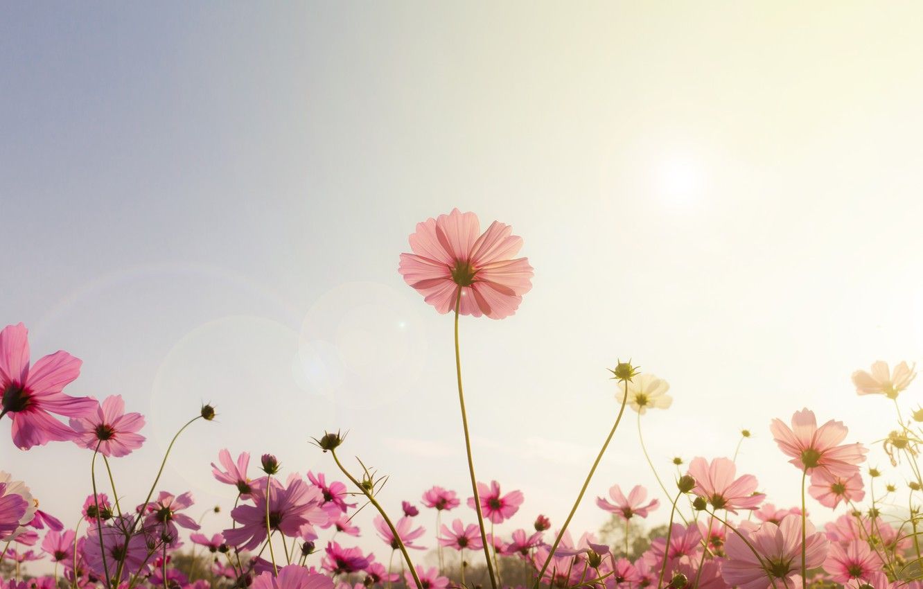 Wallpaper field, summer, the sky, the sun, sunset, flowers, colorful, meadow, summer, pink, vintage, field, sunset, pink, flowers, cosmos image for desktop, section природа