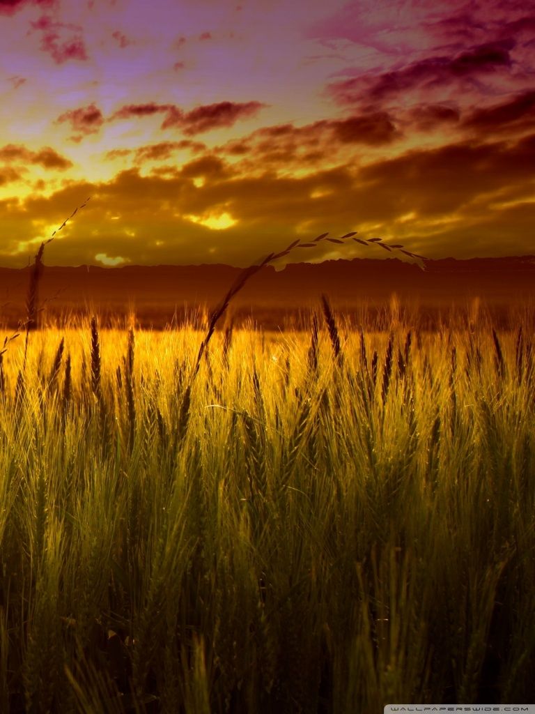 Colorful Sunset Over Wheat Field Ultra HD Desktop Background
