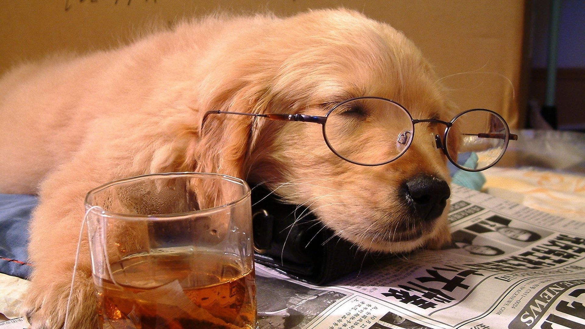 Full HD Wallpaper dog sleep tea glasses, Desktop Background HD 1080p