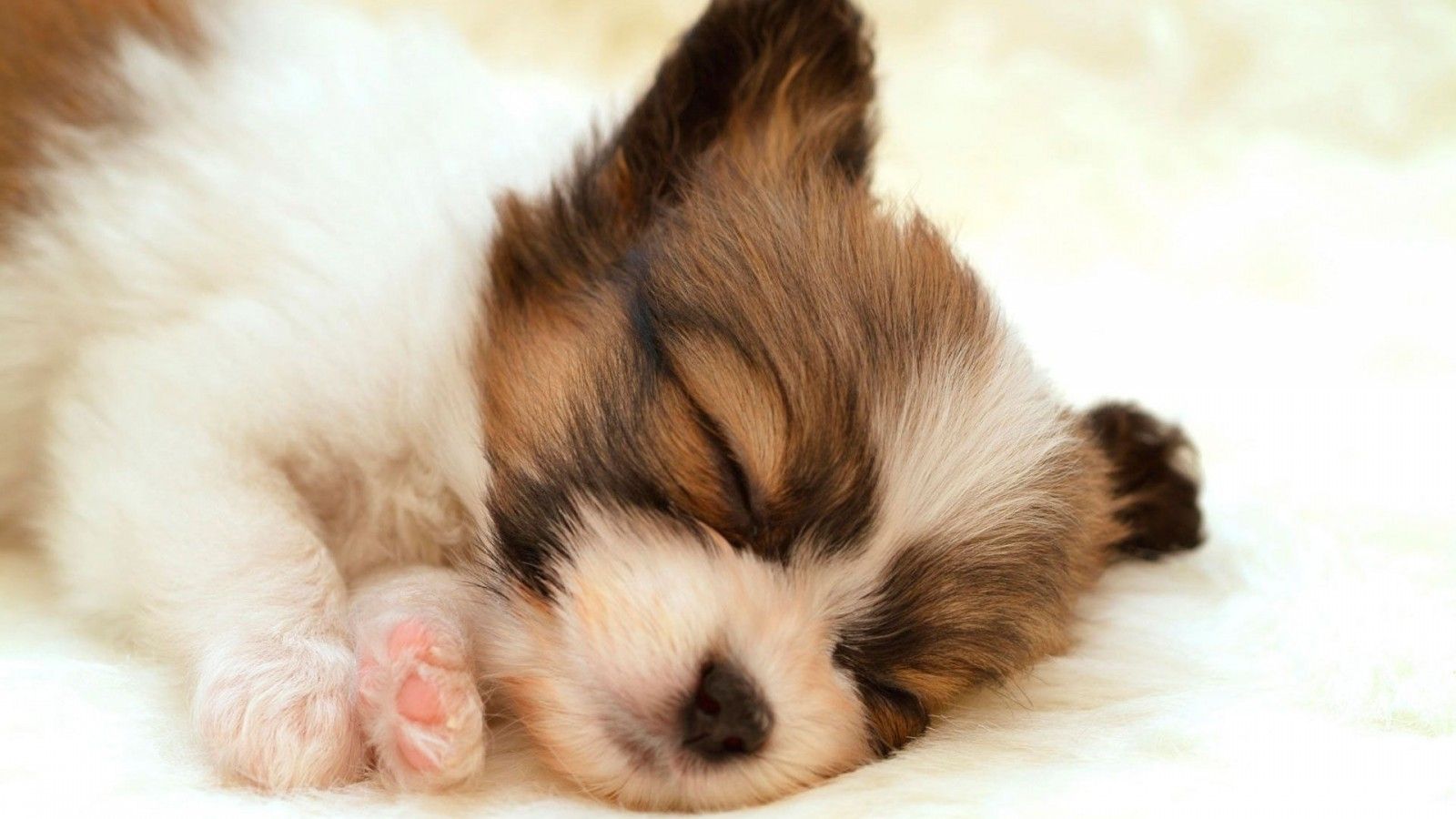 Puppy Sleep Cute Fluffy Animal iWallHD HD
