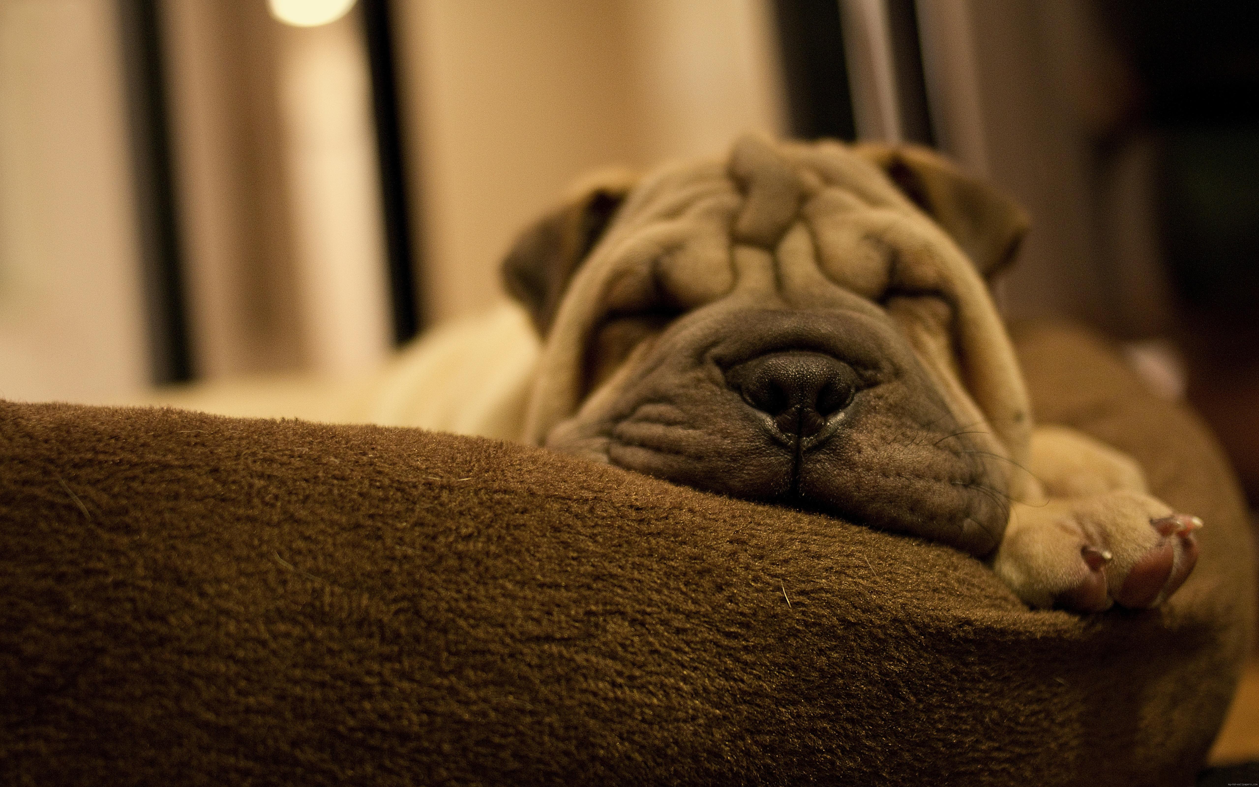 Wallpaper Dog sleeping on a sofa HD Wallpaper