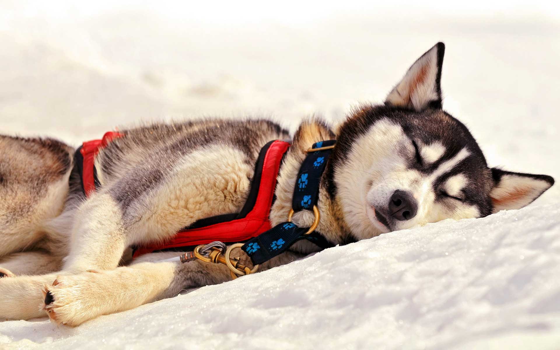 Siberian Husky Wallpaper Dog Sleeping Wallpaper & Background Download