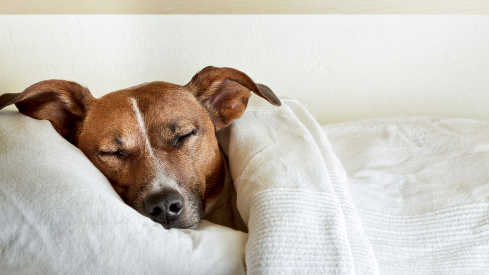 Why does my dog sleep all day? • The Hound Project