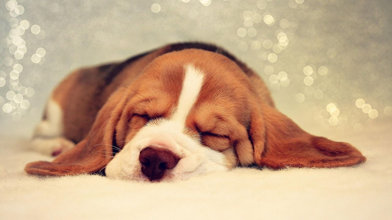 Wallpaper Puppy Basset Hound dog sleeping animal
