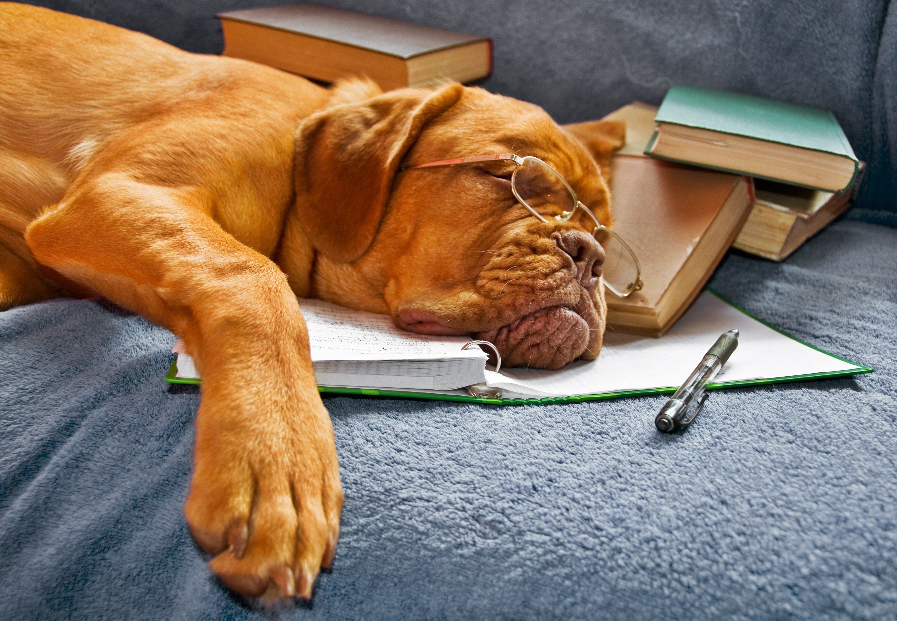 dog, Sleeping, Books, Book, Glasses Wallpaper HD / Desktop