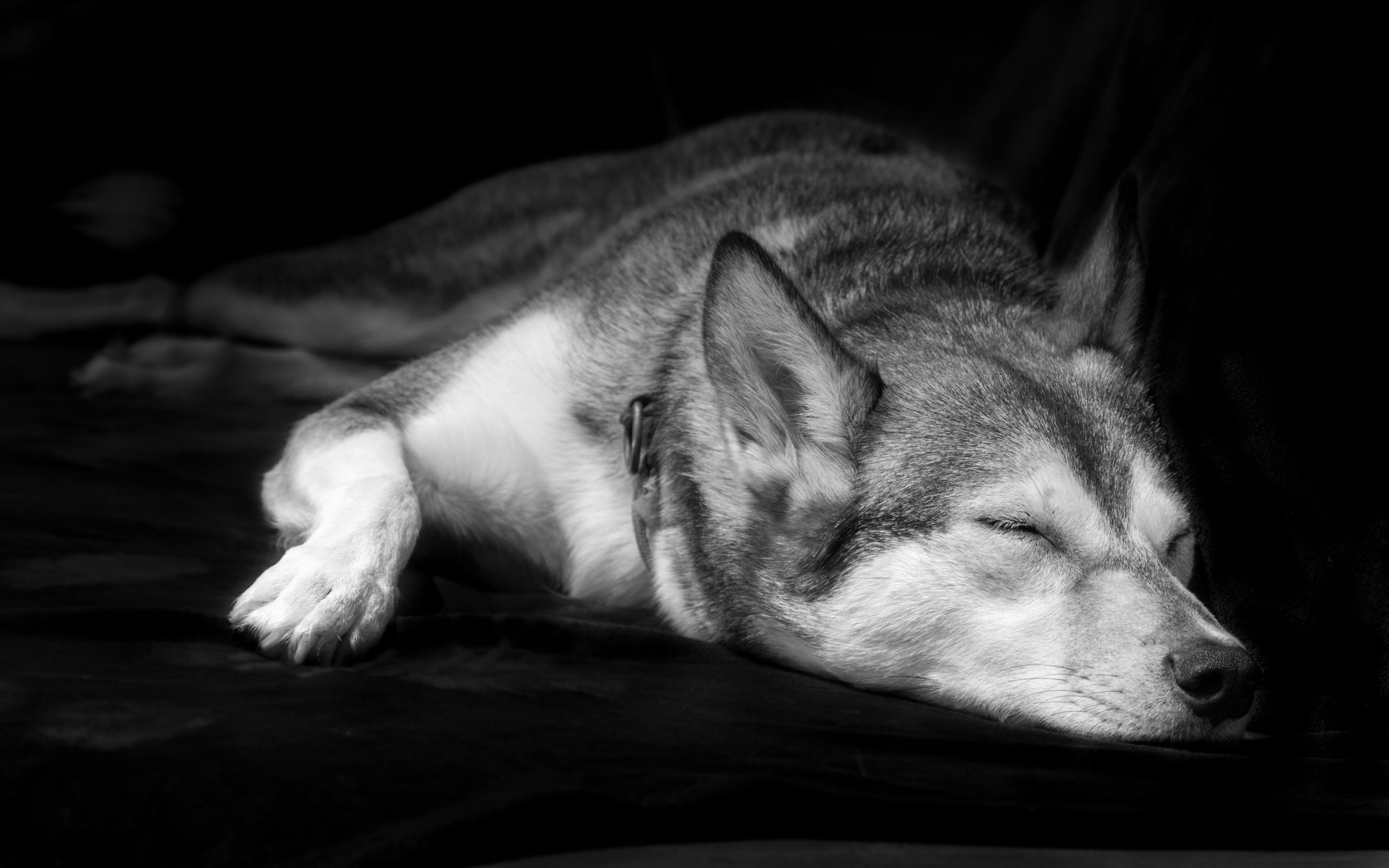 Wallpaper Black and white, dog sleep 2880x1800 HD Picture, Image