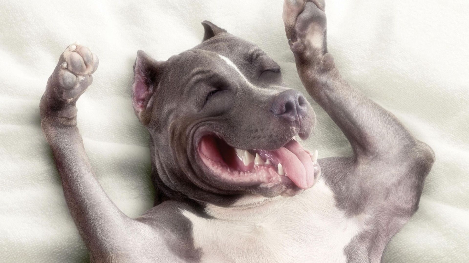Free download sleeping pitbull dog HD wallpaper new fresh image