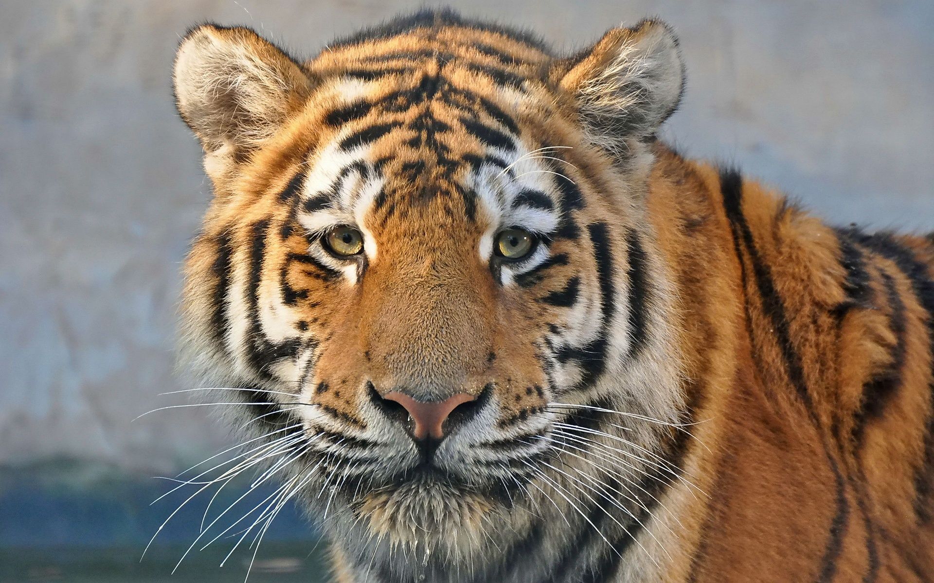 Wallpaper Predator Close Up, Tiger, Face, Eyes 1920x1200 HD