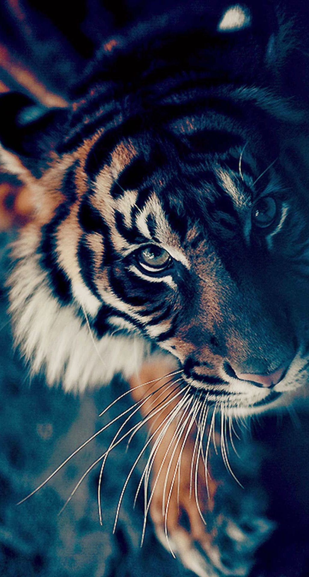 Bengal Tiger Face Closeup iPhone 6 Plus HD Wallpaper