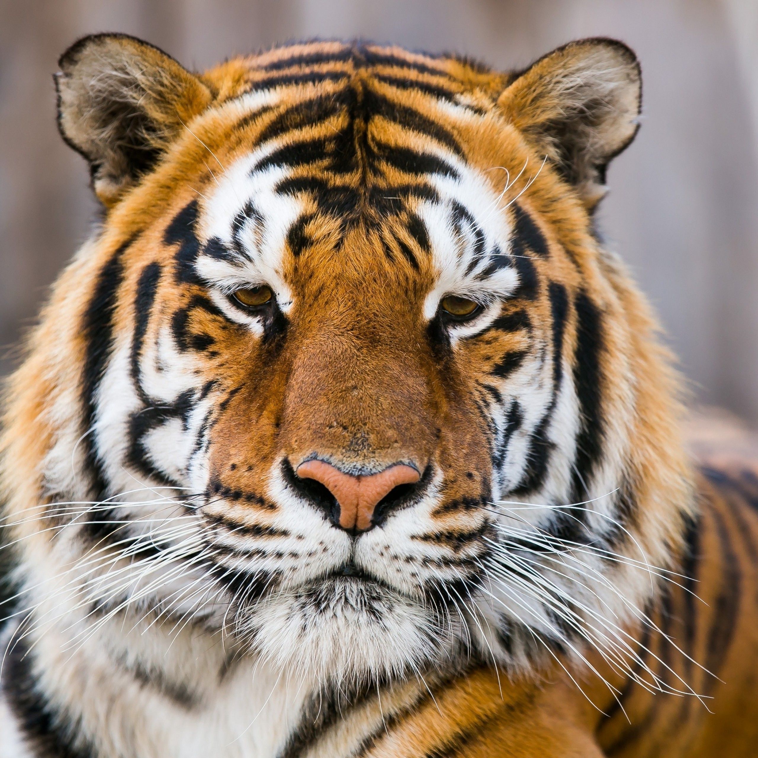 Wallpaper Tiger face, Wild Tiger, Closeup, HD, Animals / Editor's