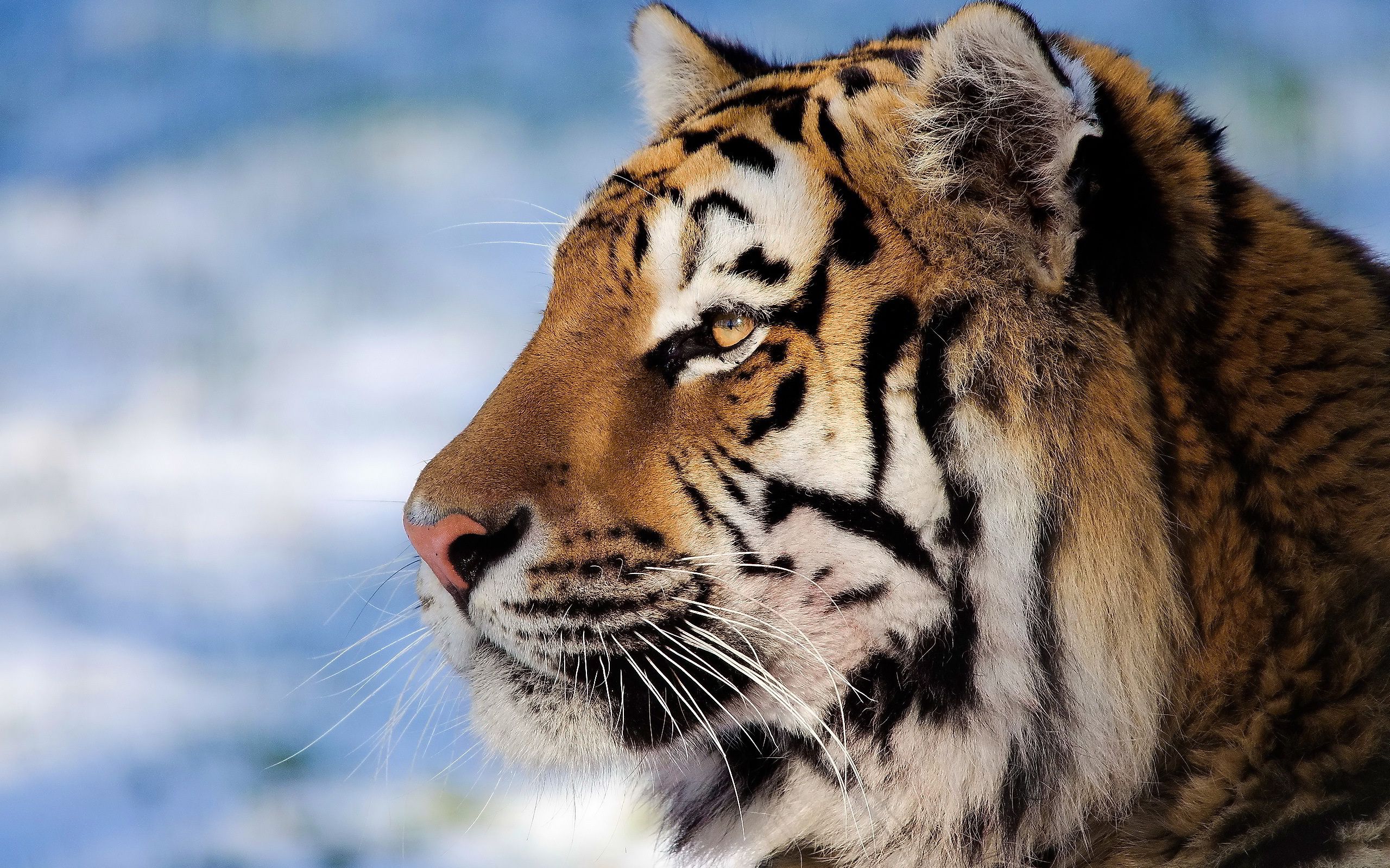 Closeup tiger face