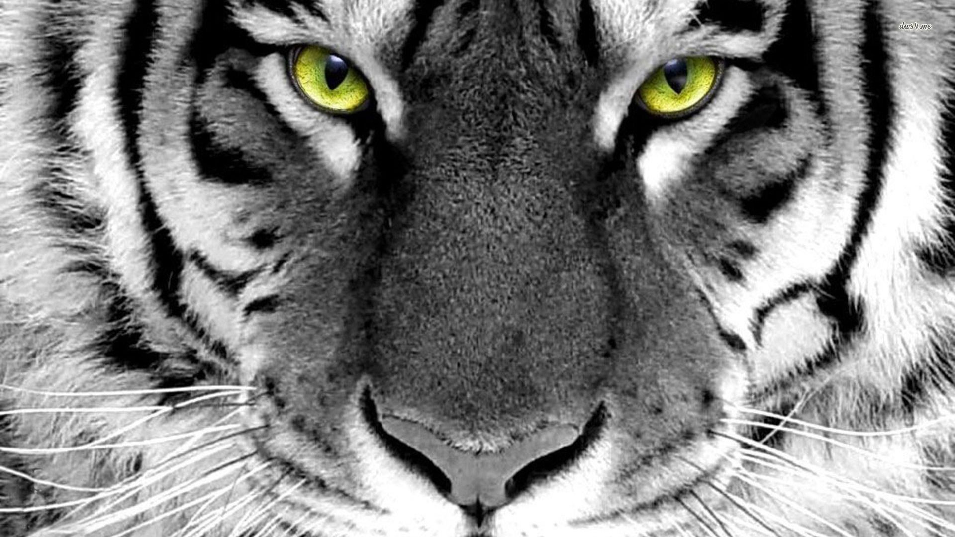 Tiger Yellow Eyes Close Up High Definition Wallpaper. Tiger