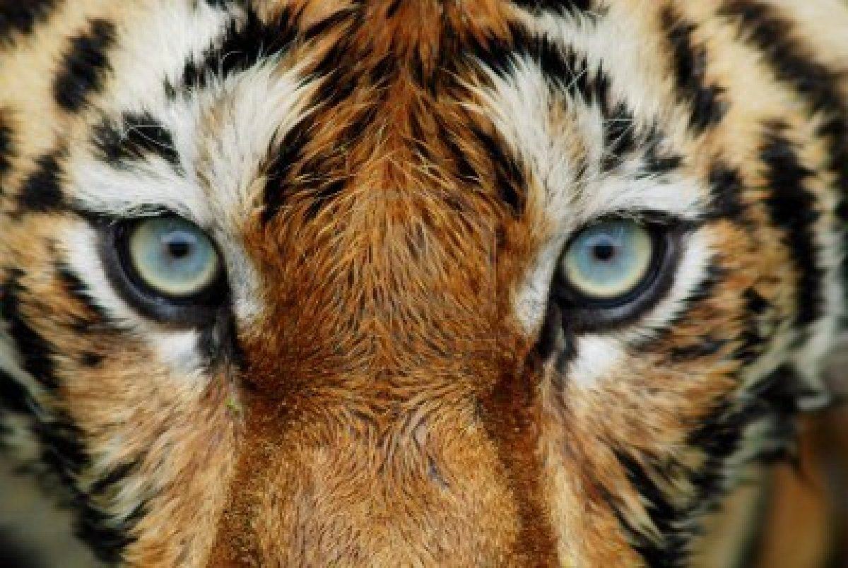 Free download tiger Wallpaper Download tiger close tiger face HD