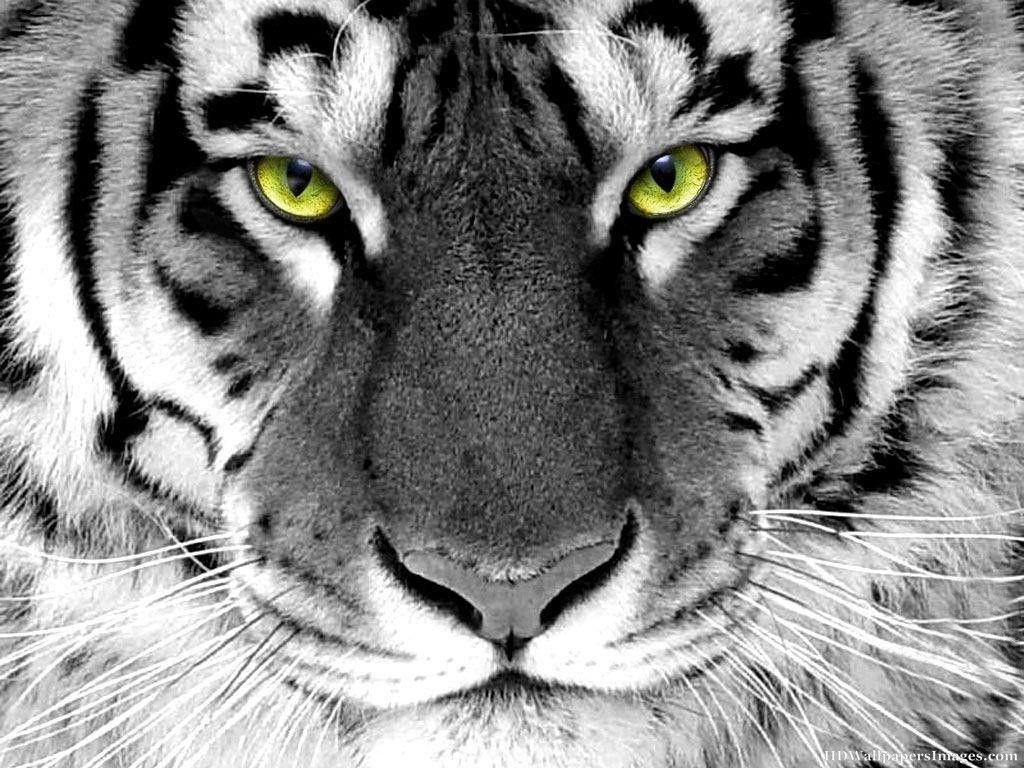 Tiger Face Wallpaper
