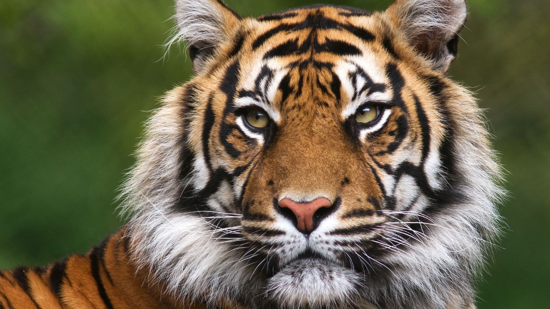Tiger Full HD Wallpaper And Best Photo