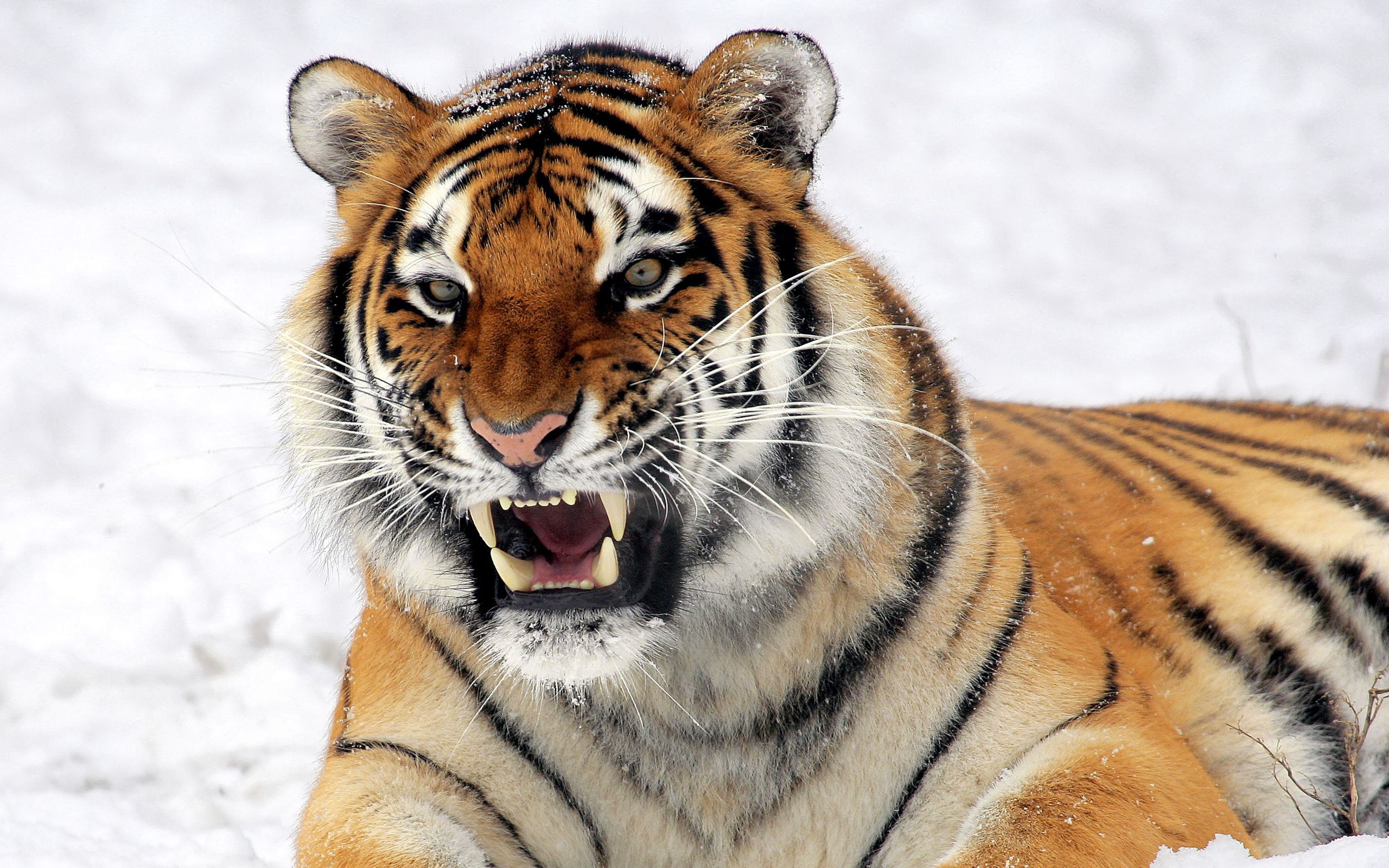 Wild Tiger Predator Wallpaper