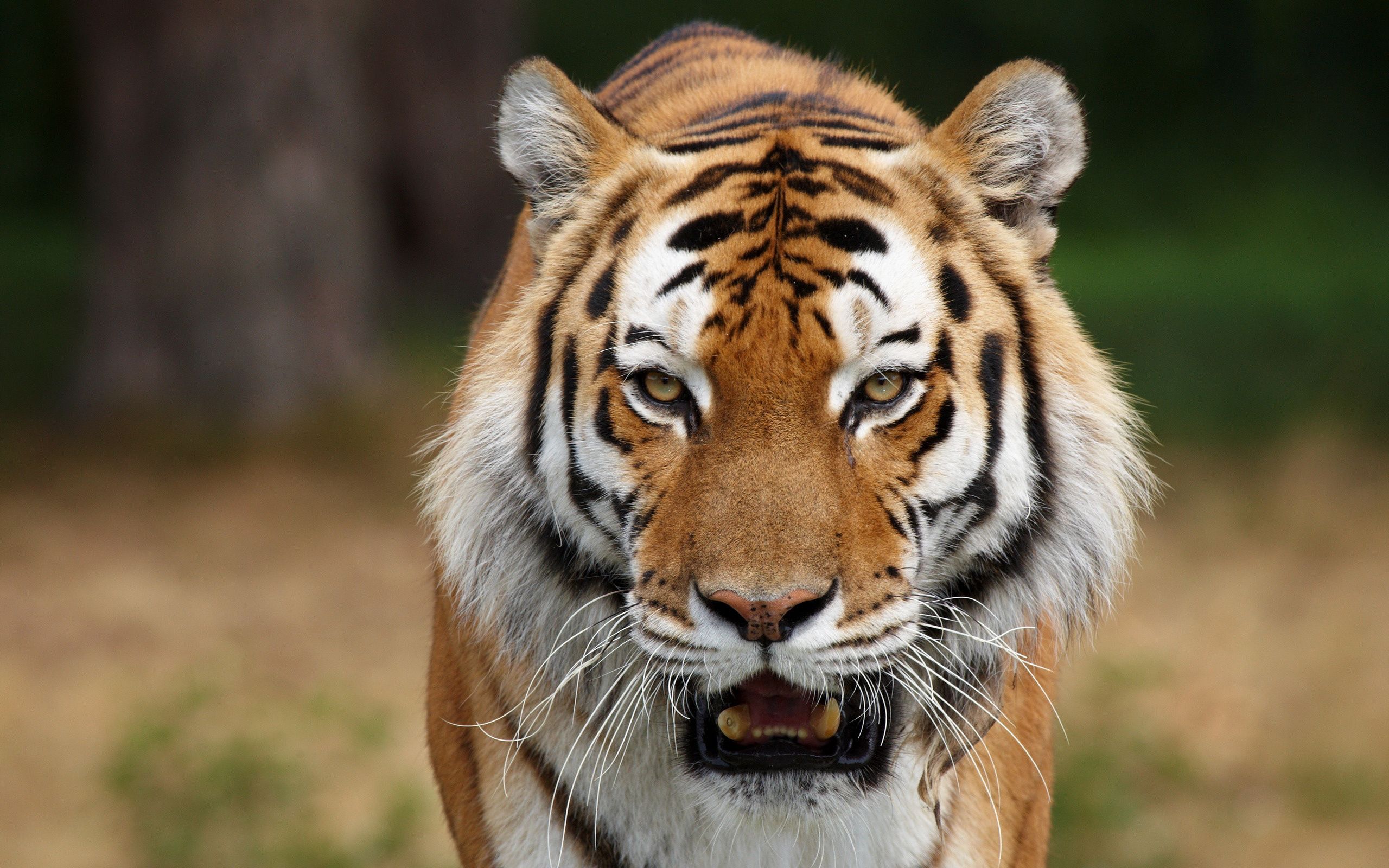 Wallpaper Tiger, 4k, HD wallpaper, Sumatran, amazing eyes, fur, look, OS  #878
