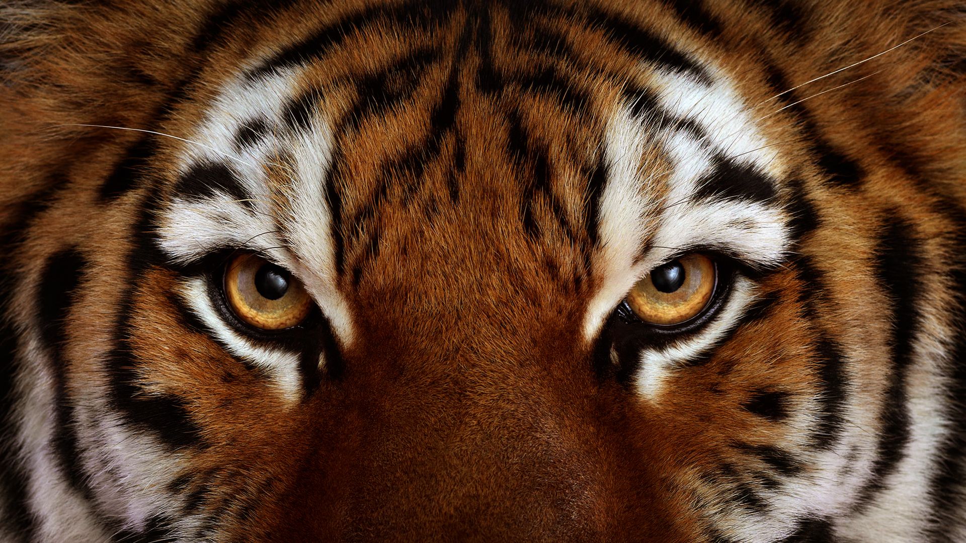 tiger, Tigers, Face, Eye, Eyes, Cat Wallpaper HD / Desktop