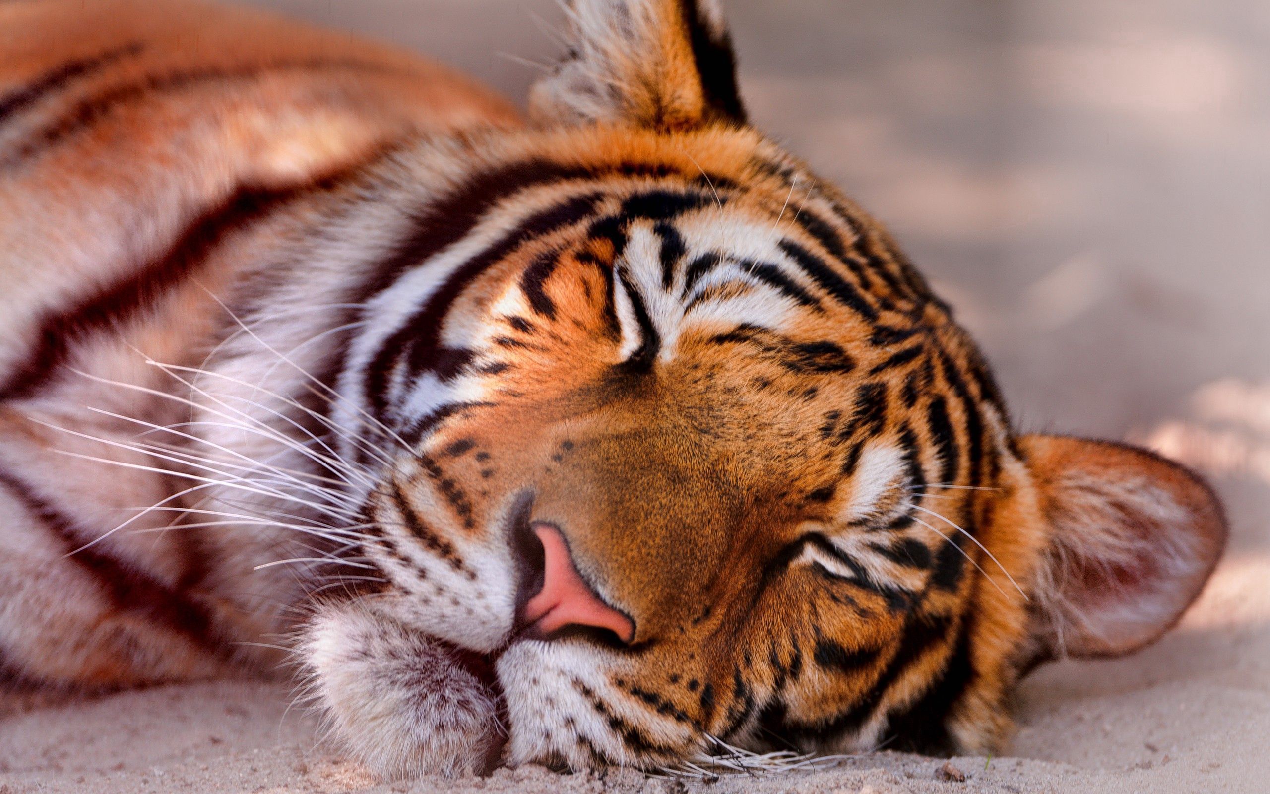 Download wallpaper 2560x1600 tiger, face, sleeping, close up HD