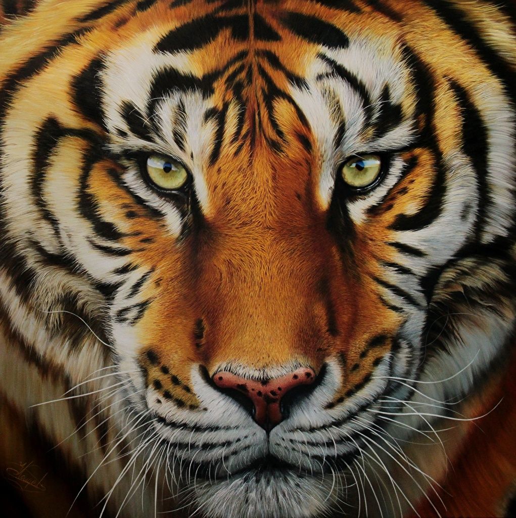 Photos Tigers Big cats Whiskers Snout animal Glance Closeup Painting