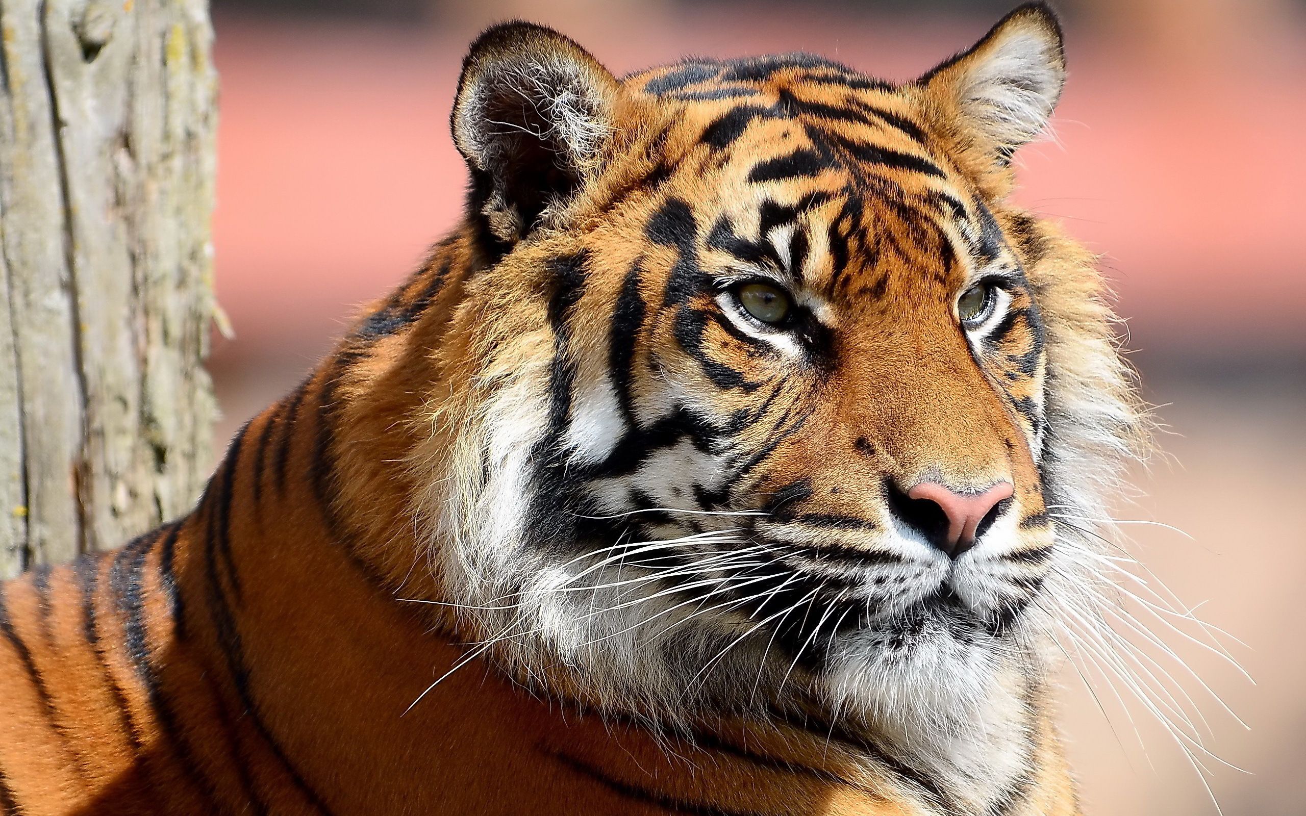 Tiger closeup