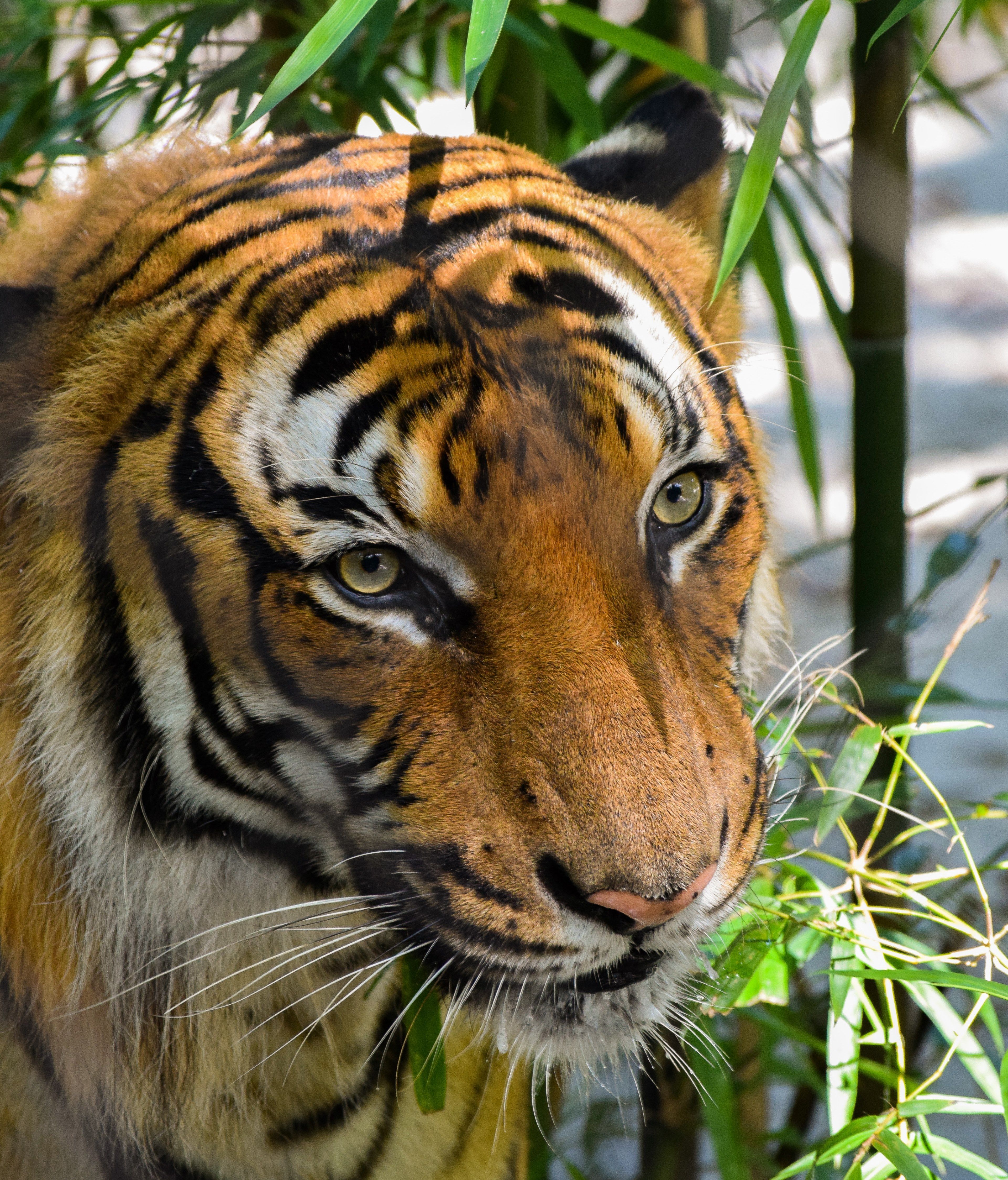 close up shot of beautiful tiger face with bamboo tree leavesclose