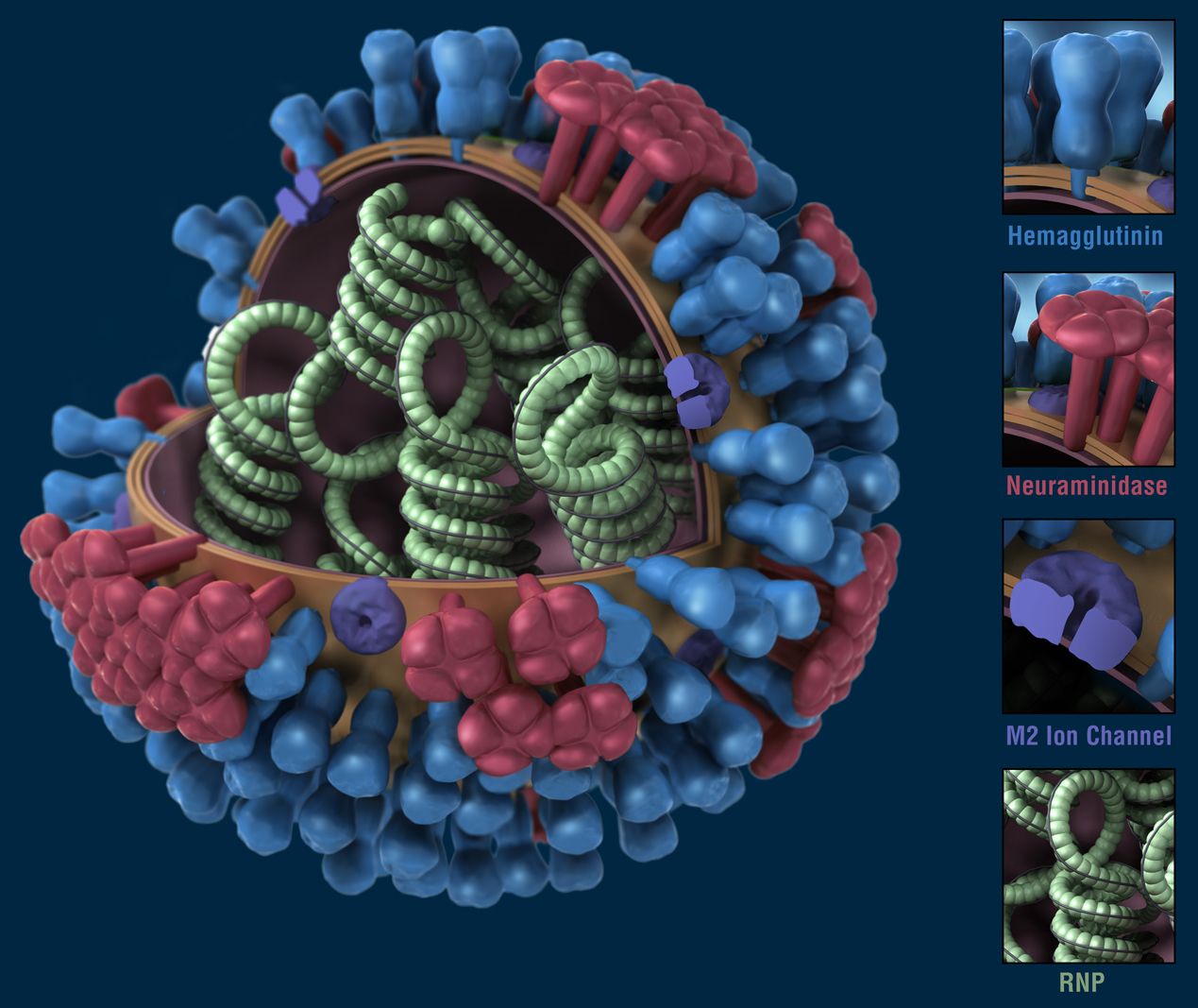 image of Influenza Viruses