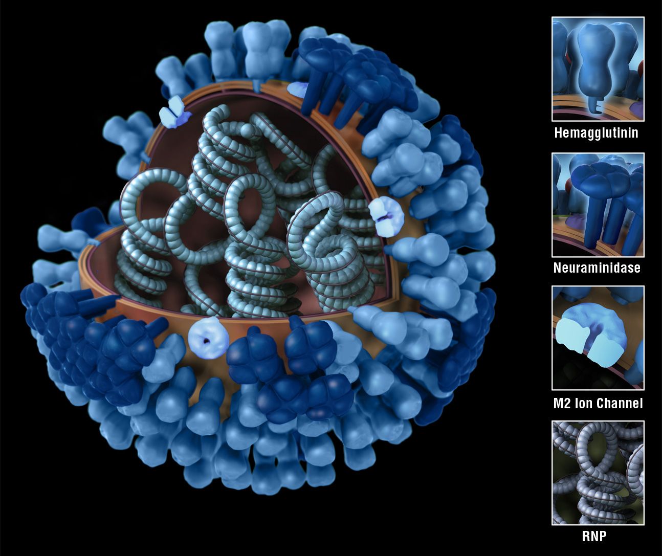 image of Influenza Viruses