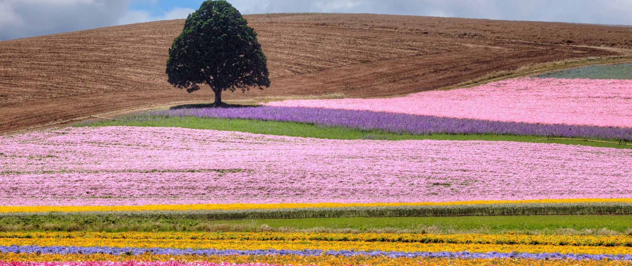 Download wallpaper 2560x1080 field, tree, flowers, colorful