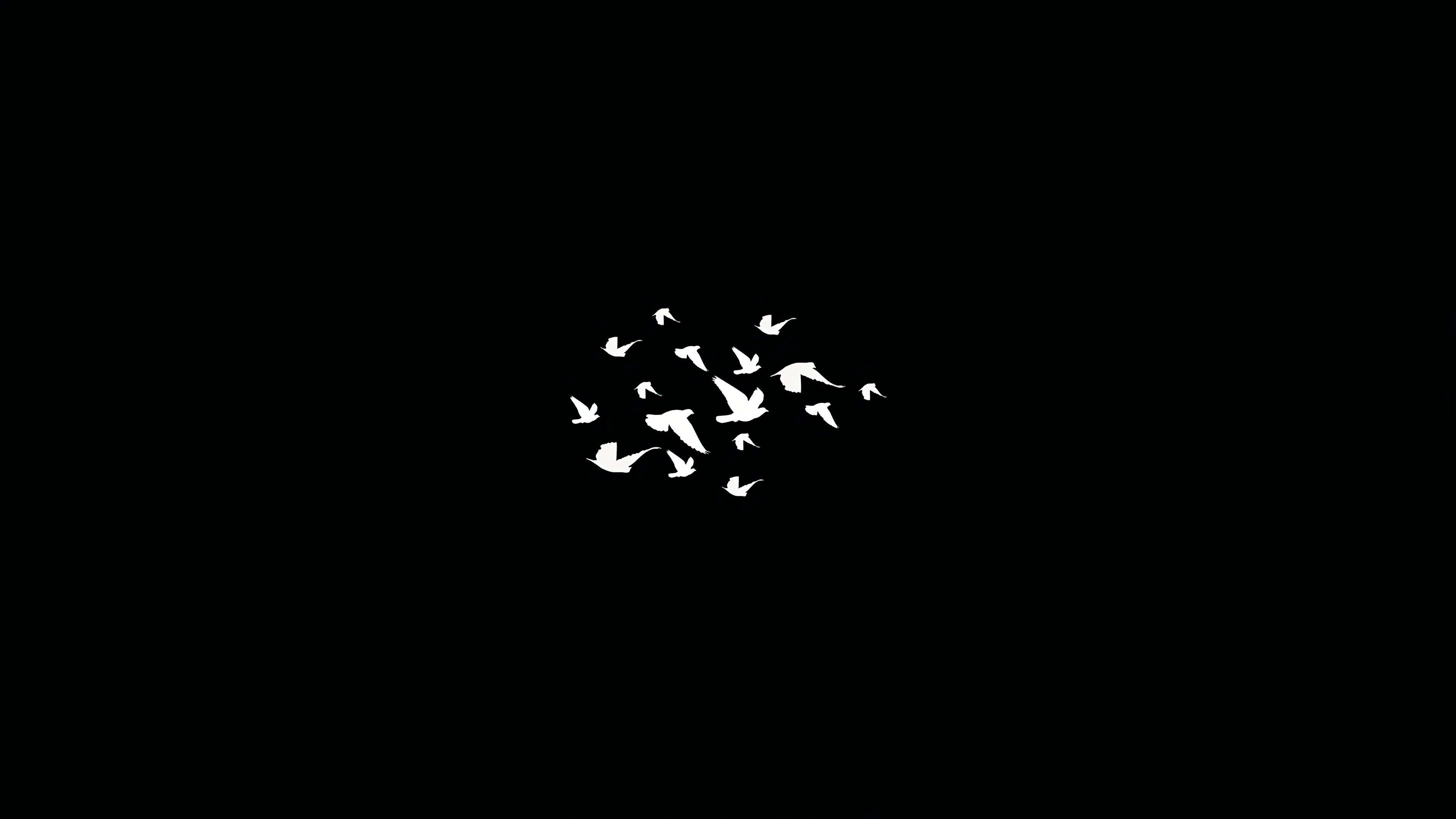 Birds Flying Minimalist Dark 4k 2048x1152 Resolution HD 4k Wallpaper, Image, Background, Photo and Picture