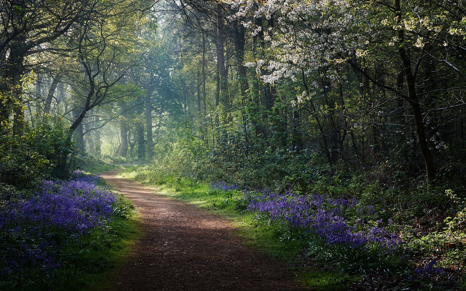 Wallpaper Spring, forest, flowers, path 1920x1200 HD Picture, Image