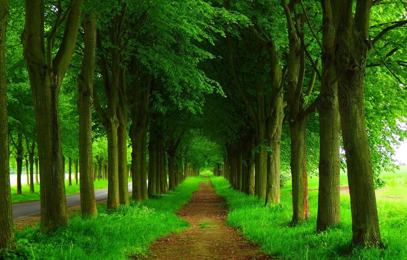 Wallpaper road, forest, trees, nature, Park, spring, forest, road