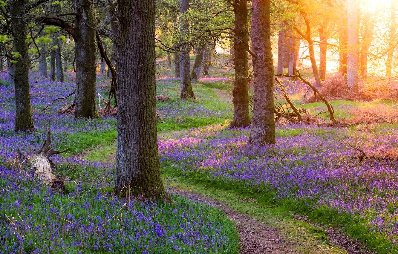 Wallpaper forest, grass, trees, flowers, spring, Scotland, path
