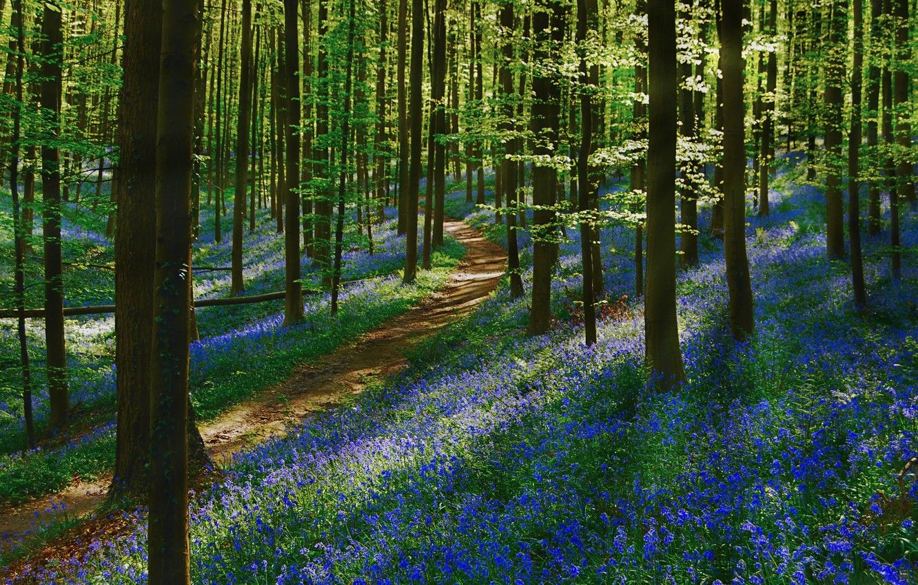 Wallpaper forest, flowers, spring, path image for desktop
