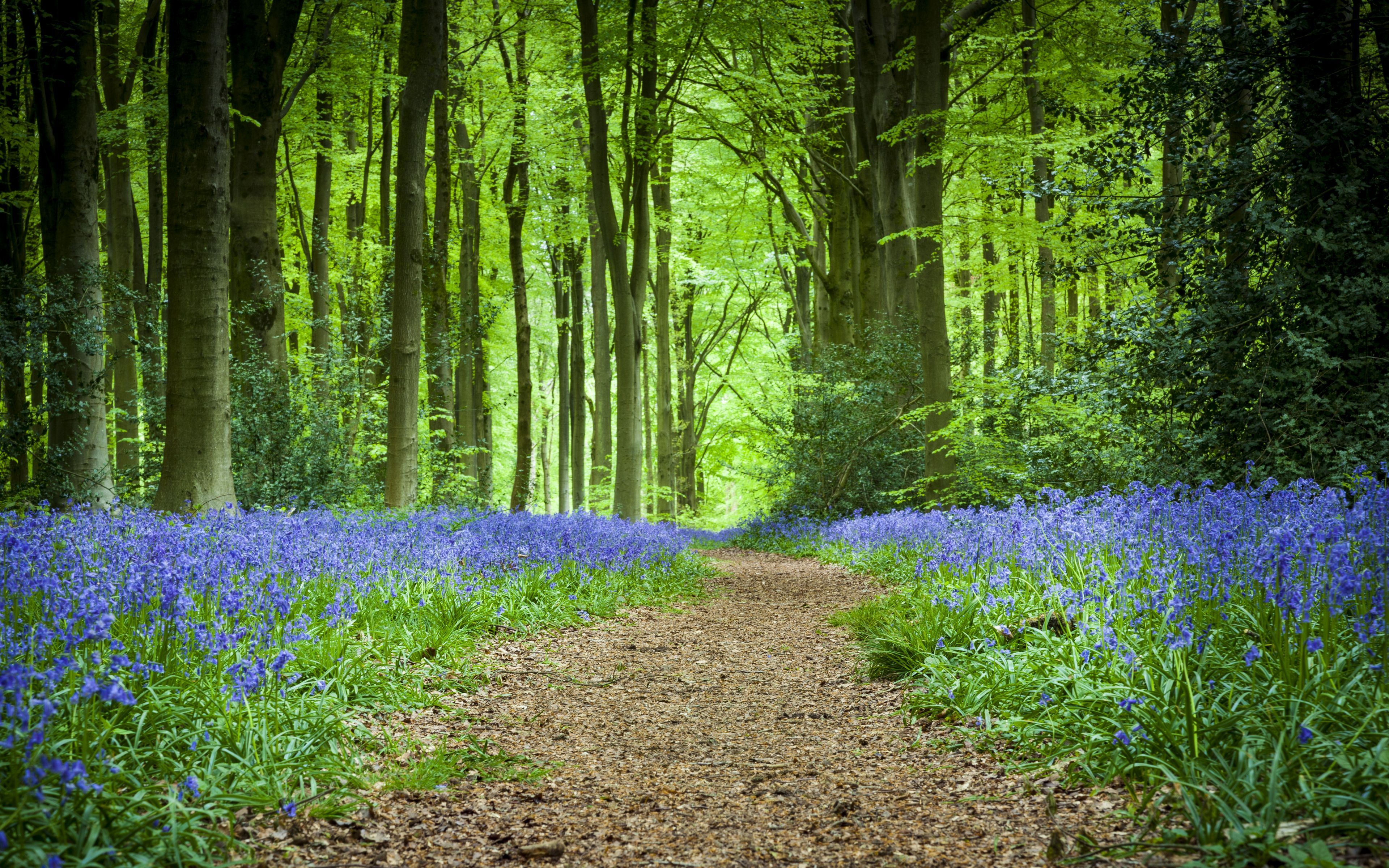 Download wallpaper 3840x2400 forest, path, flowers, spring 4k