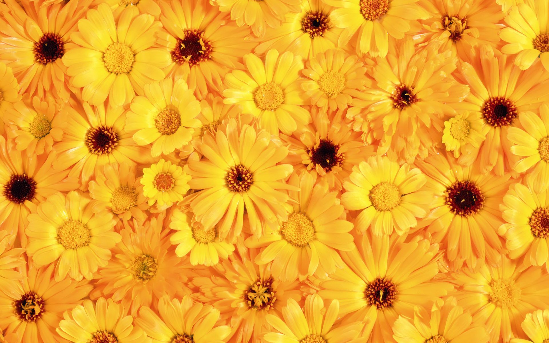 Free download Yellow Color Wallpaper High Definition