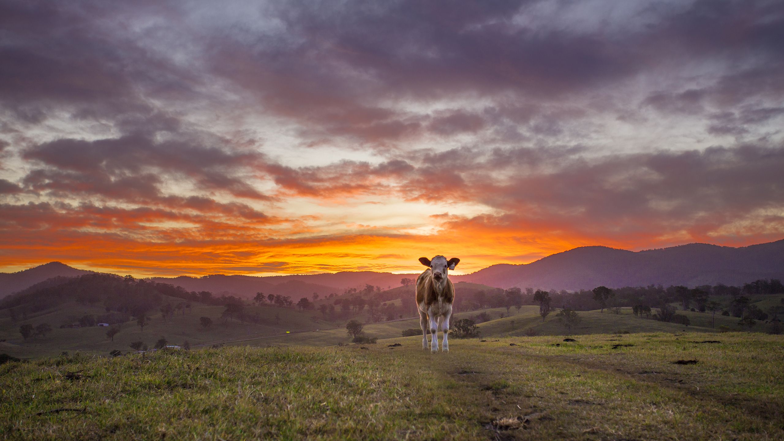 cow, Sunset Wallpaper HD / Desktop and Mobile Background