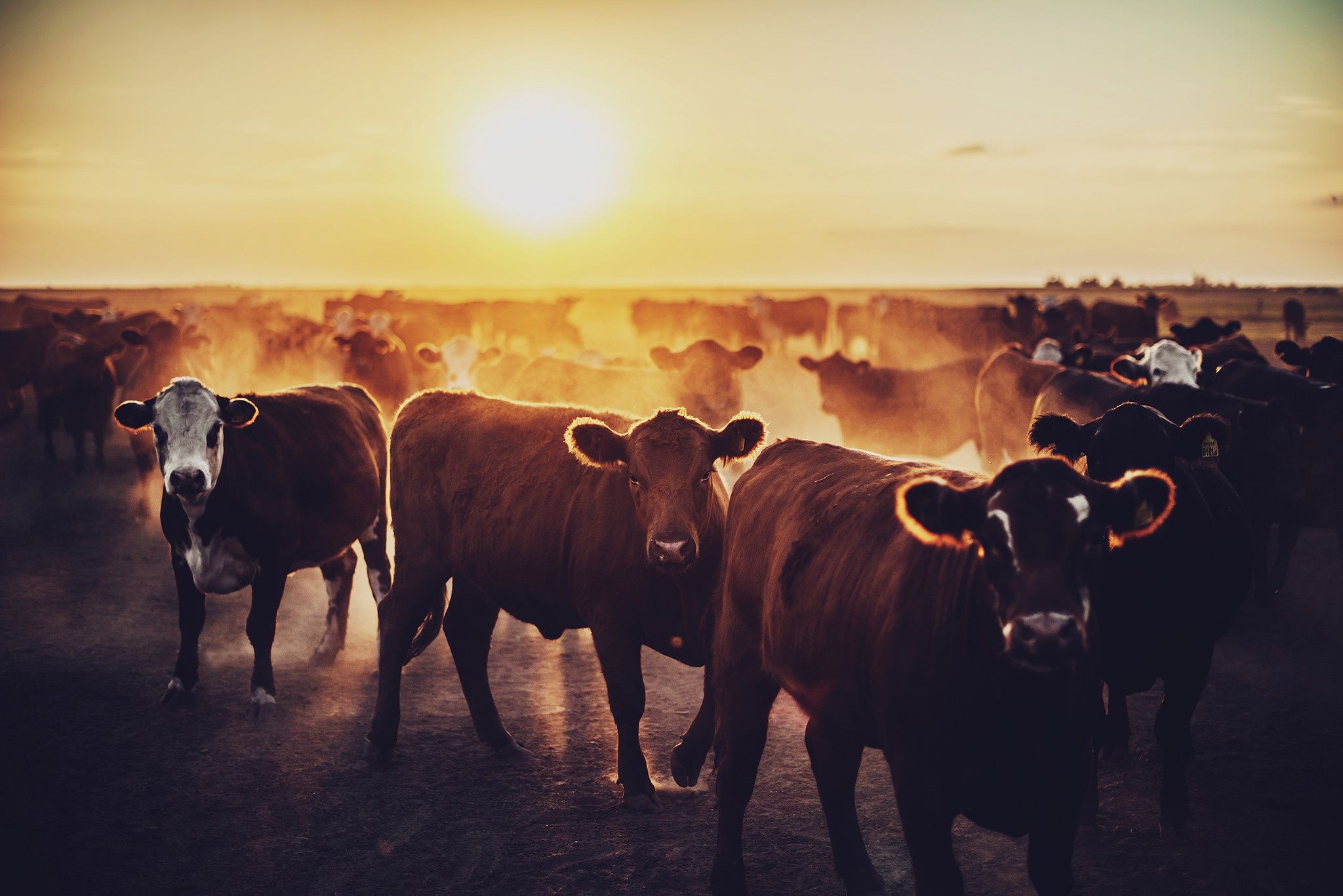 Cow Sunset wallpaperx1367
