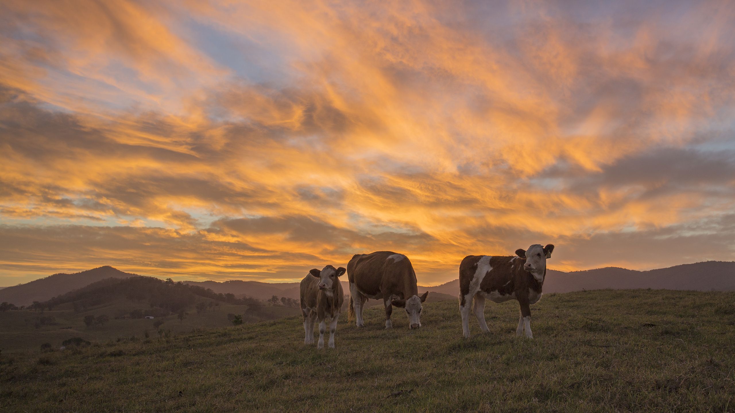 cow, Sunset Wallpaper HD / Desktop and Mobile Background