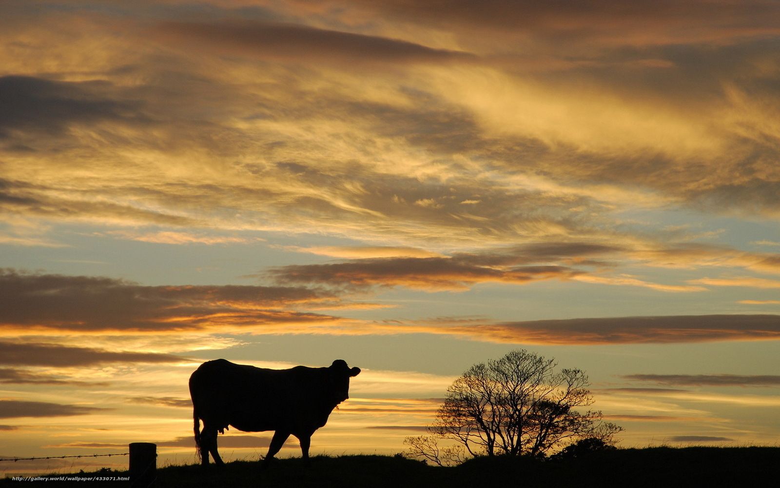 Download wallpaper sunset, cow, nature free desktop wallpaper