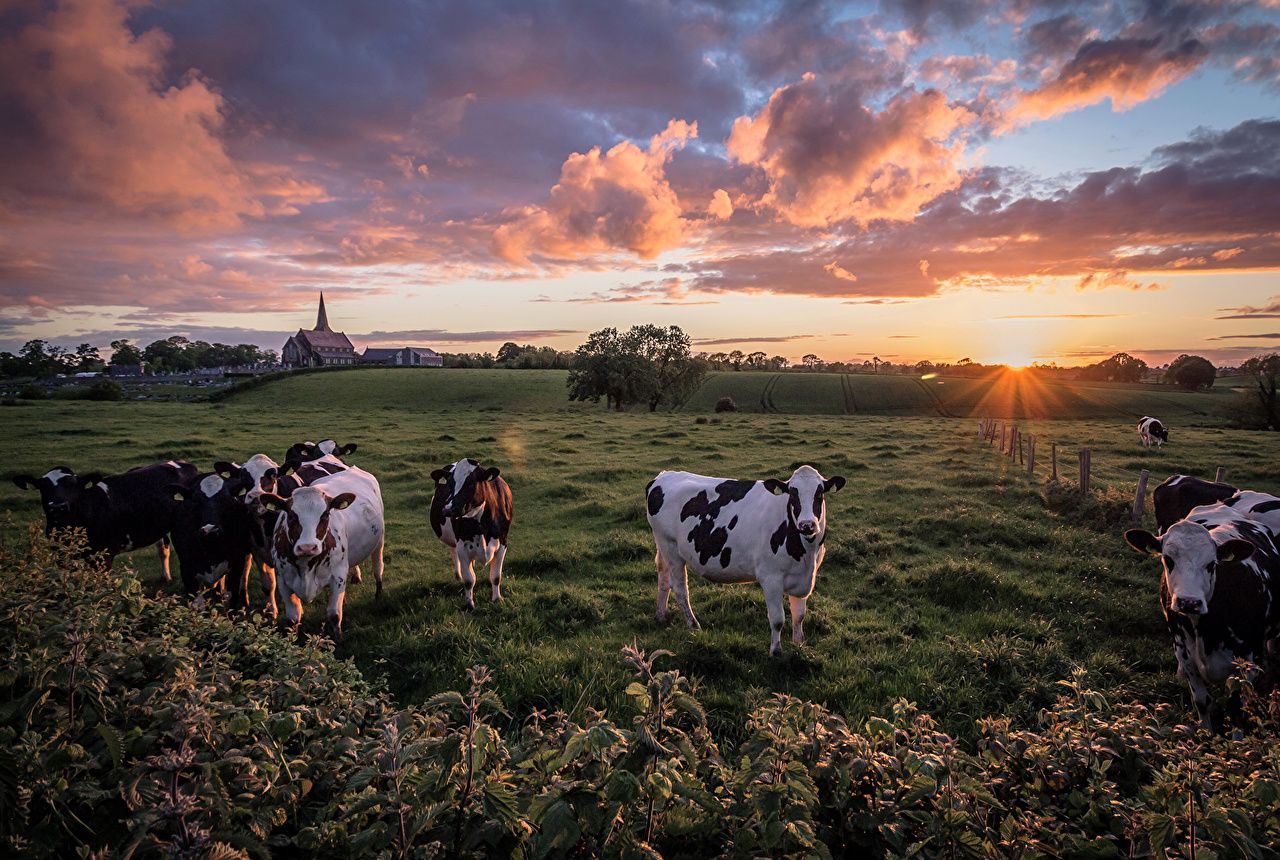 Photo cows Sun Nature Fields sunrise and sunset Clouds Animals