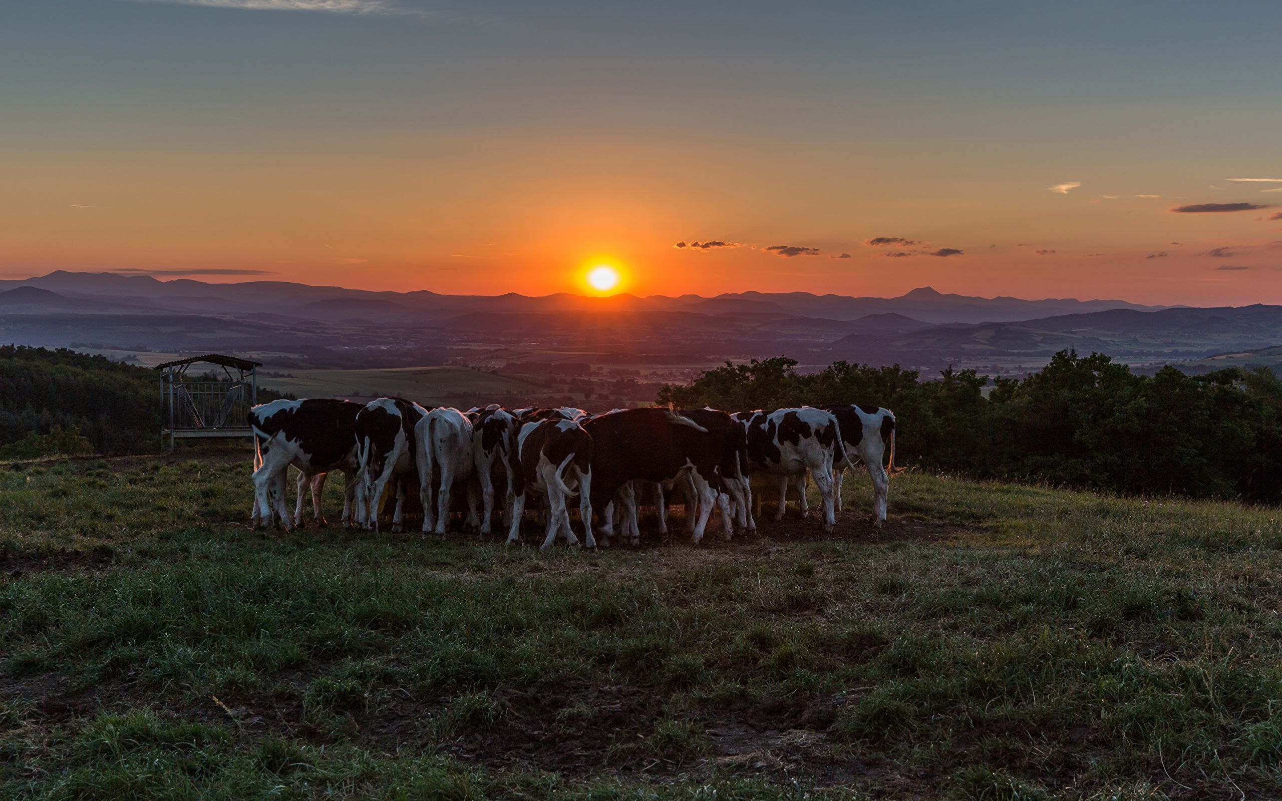 Photo Cow Herd Sun Grasslands Sunrises and sunsets animal 2560x1600