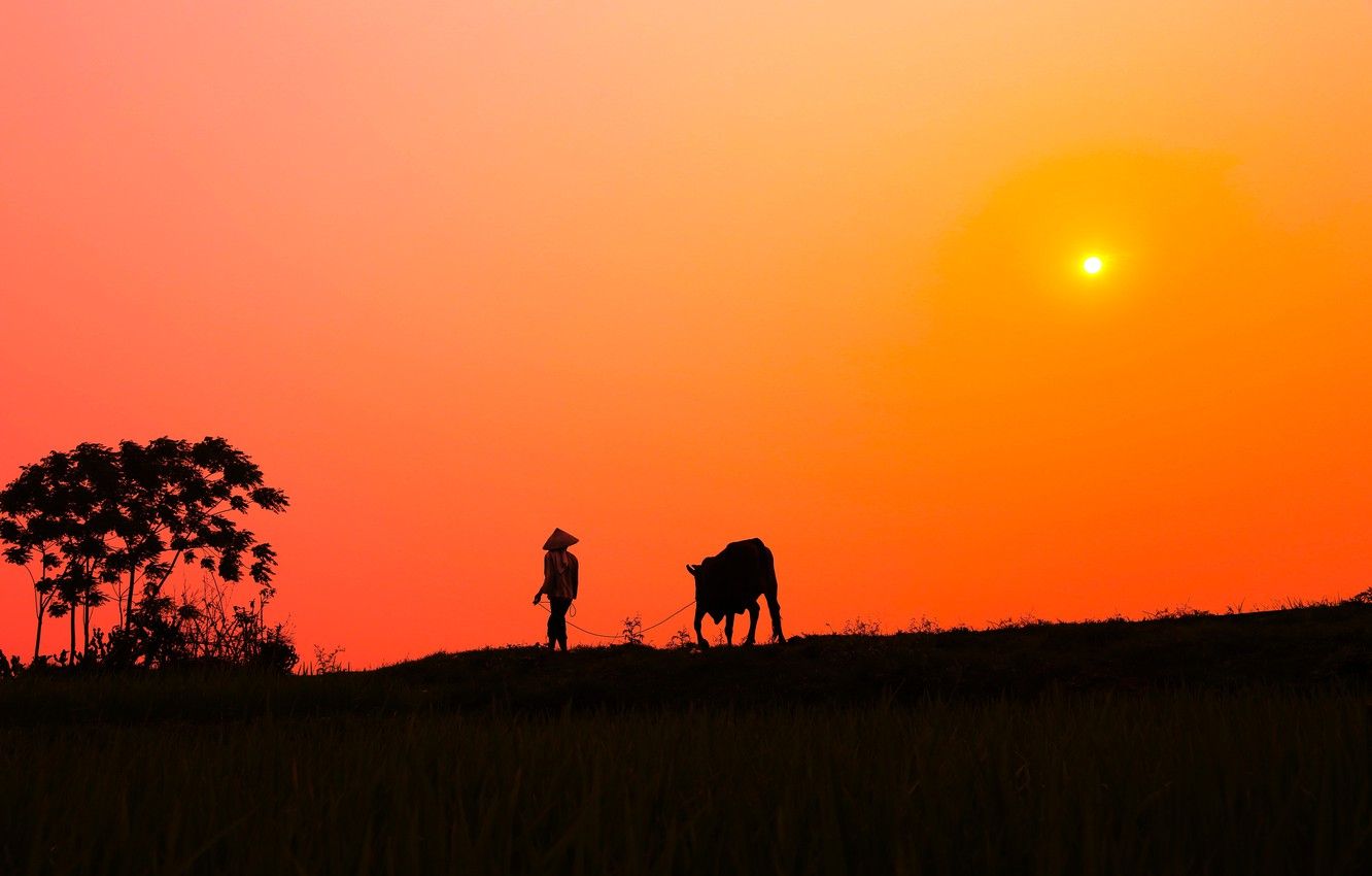Wallpaper sunset, Bush, cow, village, silhouette, male, solar