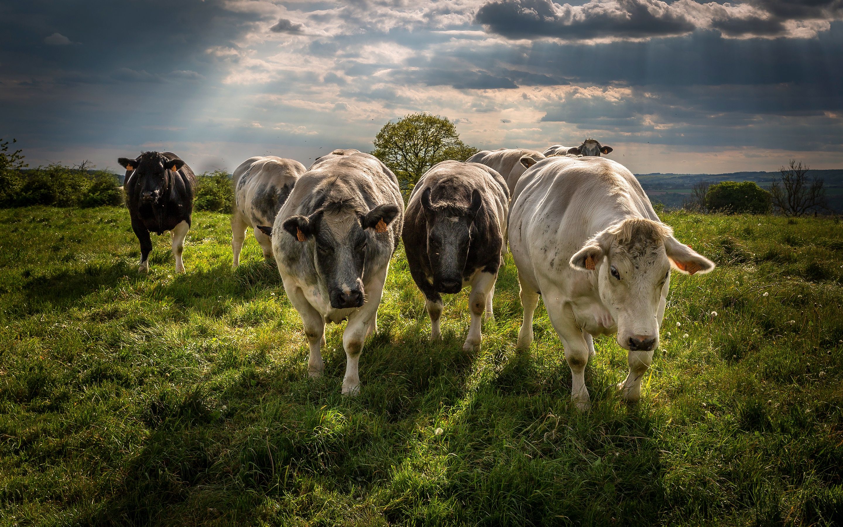 Download wallpaper cows, evening, field, sunset, farm